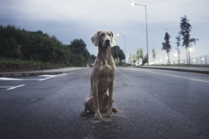 Breaking down on the motorway with a pet could cost you £2,500 It could also land you with six points and leave you stranded By Neil Shaw